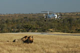 thumbPhinda (South Africa)