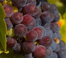 private flights wine tasting